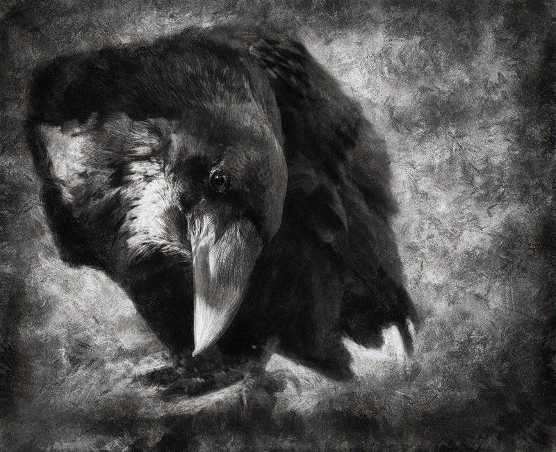 Ворон фото превью