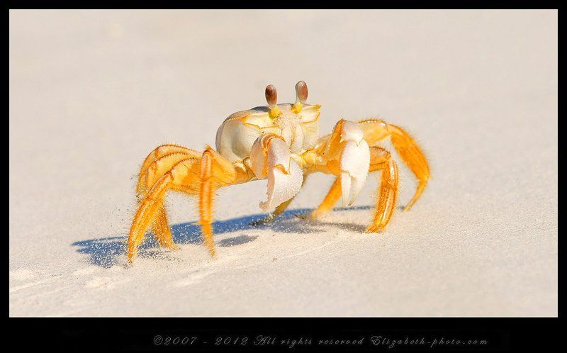 crab, florida, краб, флорида Краб призрак - Ghost Crabphoto preview