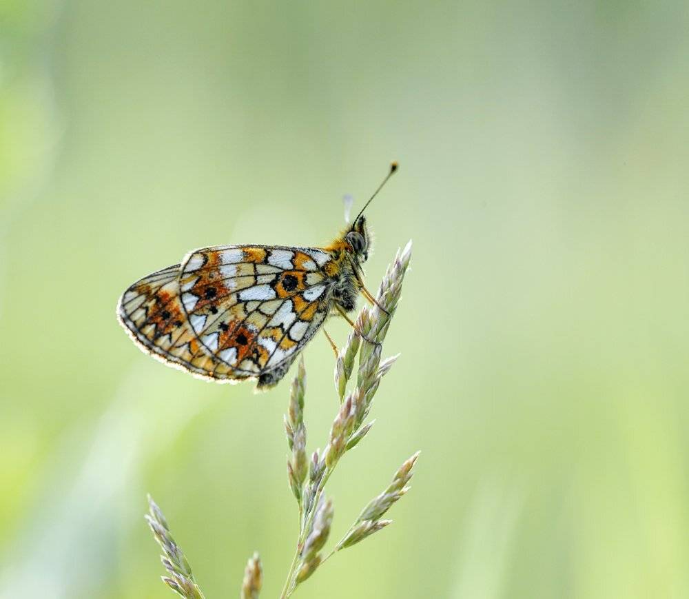 ***. Автор: Alexey Gnilenkov macro, closeup, insect, макро, насекомые, gnilenkov, Alexey Gnilenkov