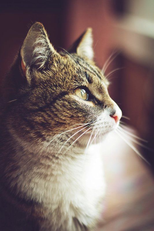 кот, кошка, кошки Тихонphoto preview