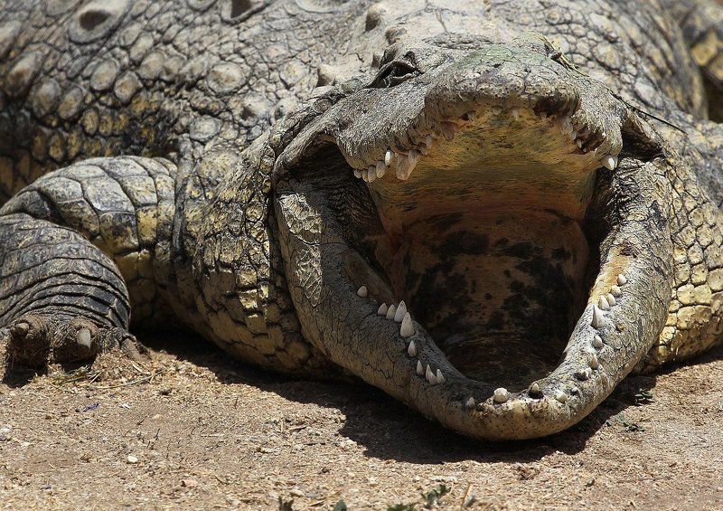 Жемчужина Нила, или Не ходите, дети, в Африку гулять!photo preview