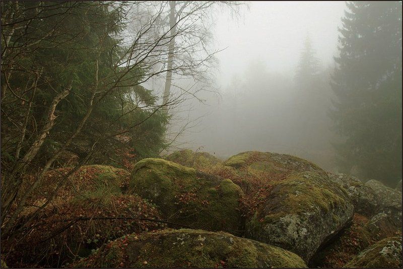 В лесу Геркулесаphoto preview