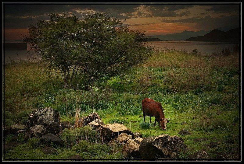 корова На лугу пасутся ко....photo preview