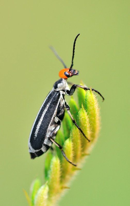 macro, closeup, insect, макро, насекомые, gnilenkov Meloidaephoto preview