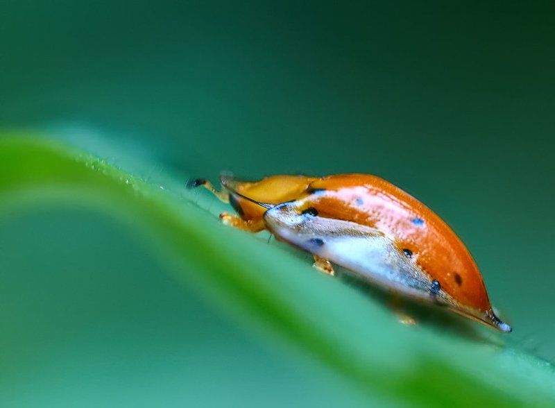 macro, closeup, insect, макро, насекомые, gnilenkov Черепашка....photo preview