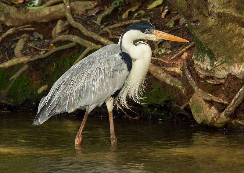 Южноамериканская или белошеея цапляphoto preview