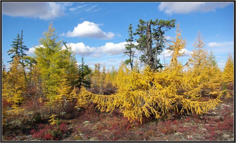 тайга, осень, якутия Таёжная осеньphoto preview