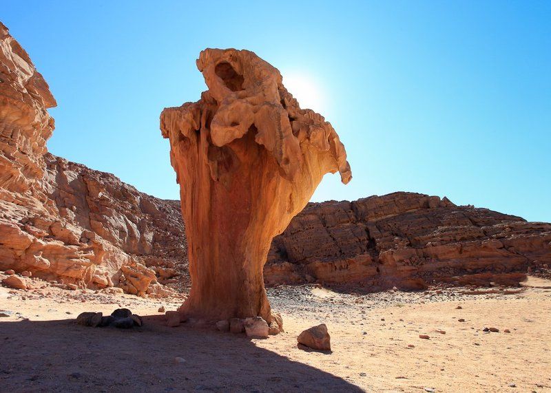 песчаный сморчокphoto preview