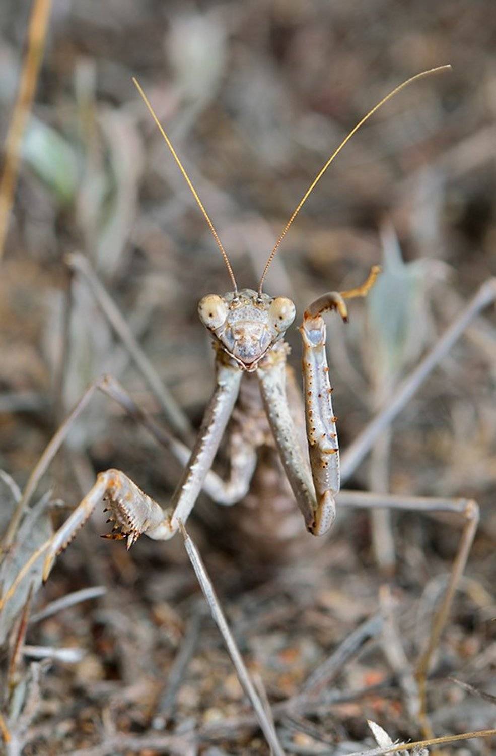 nikon, d7000, macro, kazakhstan, nature, казахстан, природа, mantis, макро, богомол, Эдуард Ким