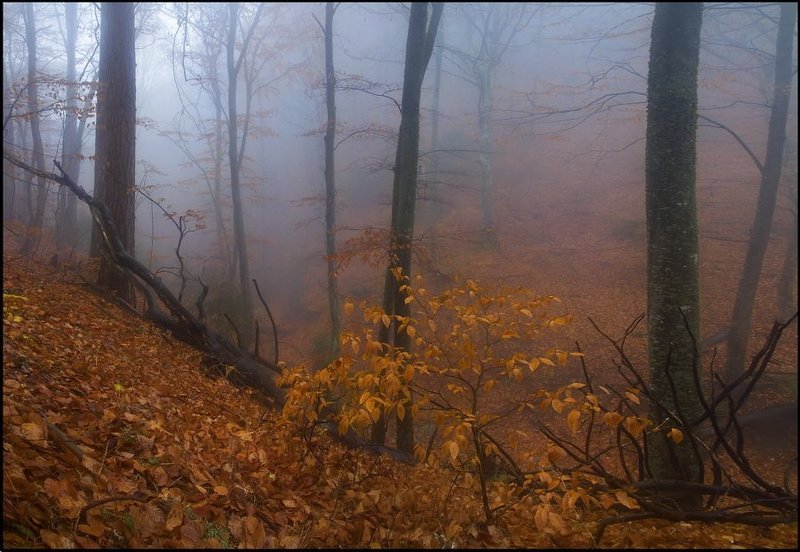 Осенний дебютphoto preview