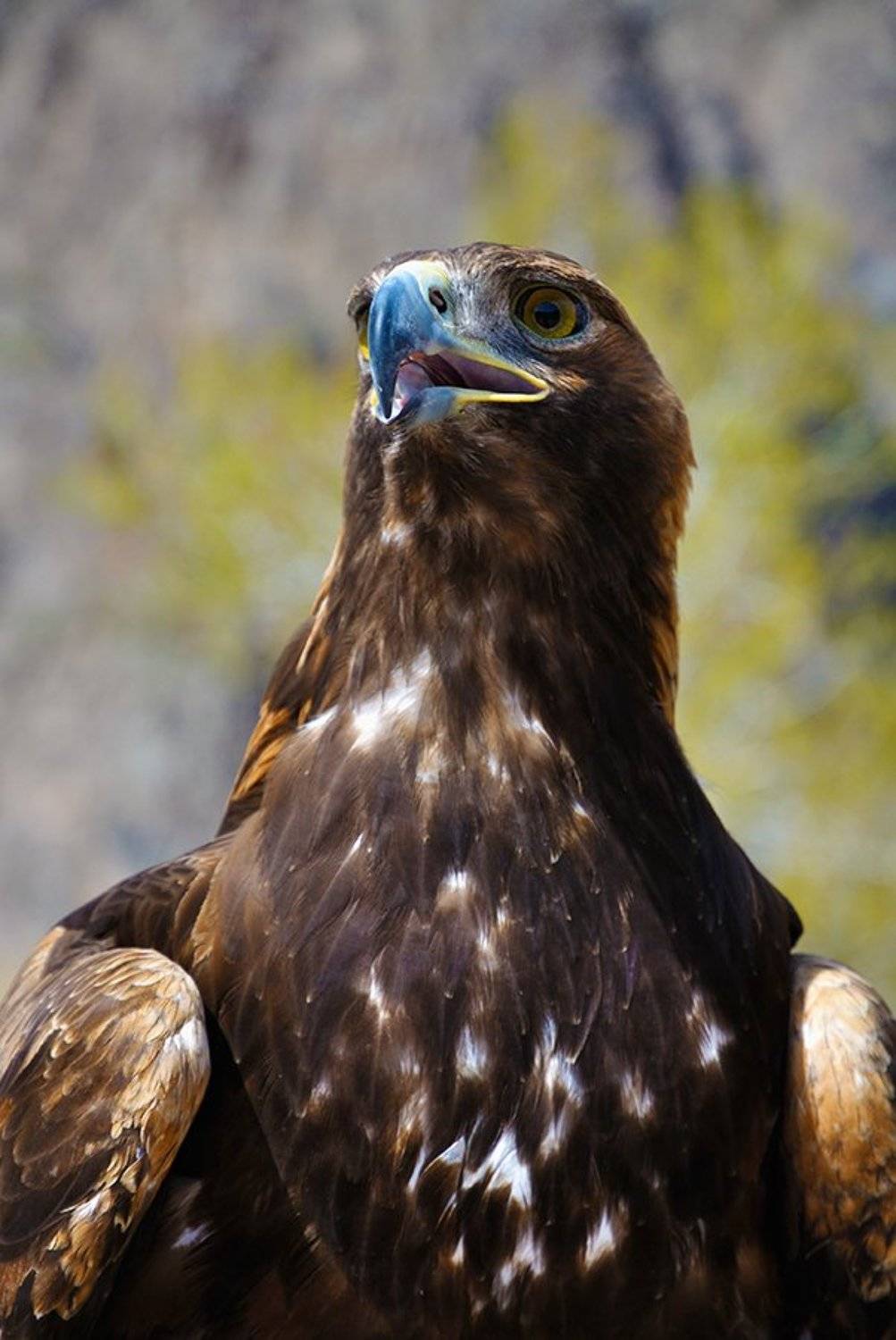 Золотой охотник Пестрых гор. Автор: Эдуард Ким nikon, d7000, kazakhstan, nature, wildlife, eagle, казахстан, природа, фотоохота, беркут, Эдуард Ким