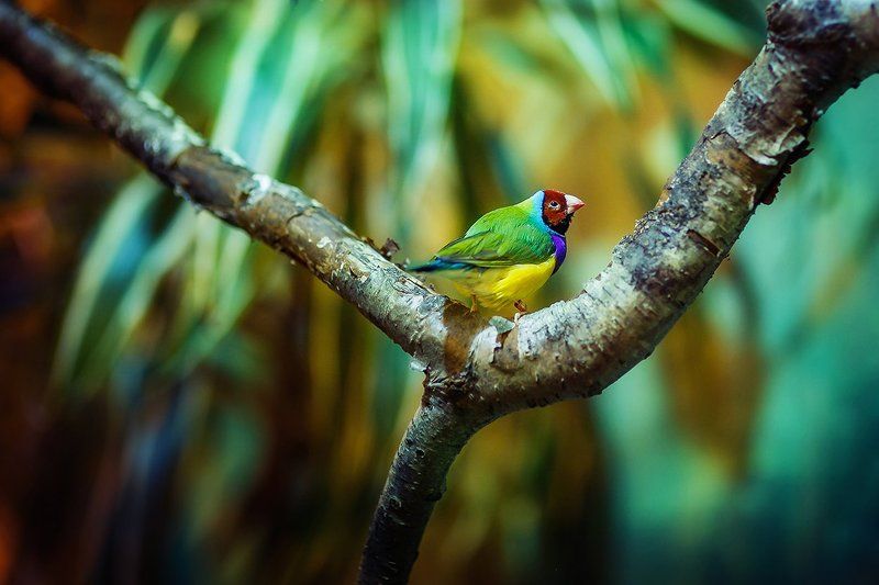 Радужнаяphoto preview