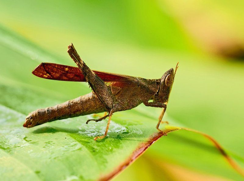 Eriantusphoto preview