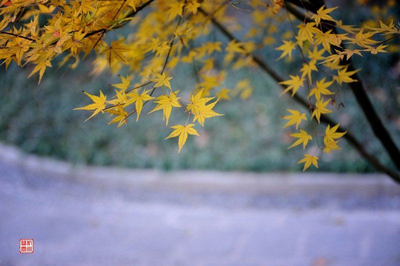 Maple Leafphoto preview