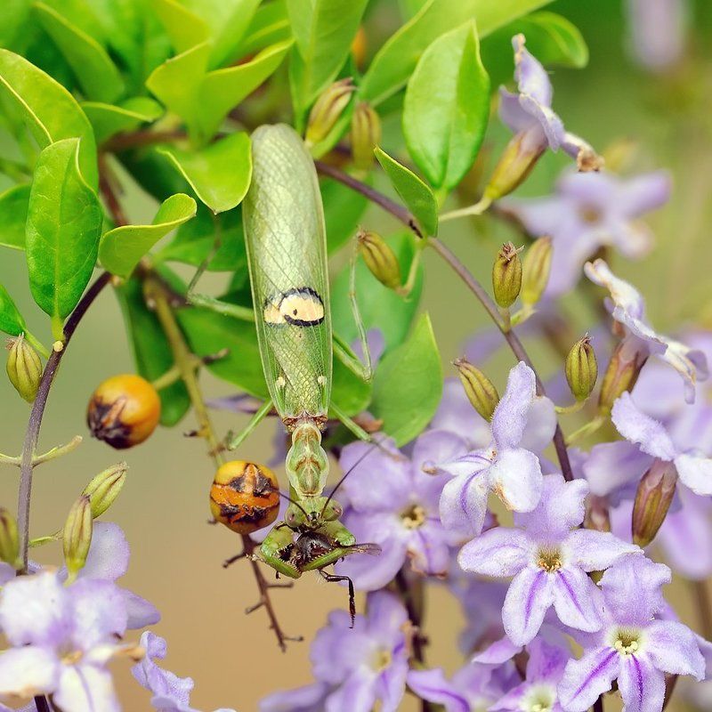 macro, closeup, insect, макро, насекомые, gnilenkov Завтрак...photo preview