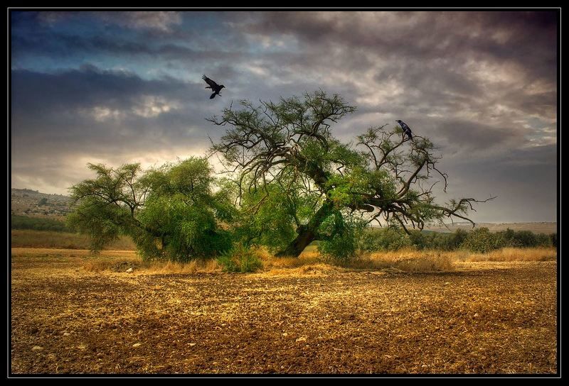 про, воронов photo preview