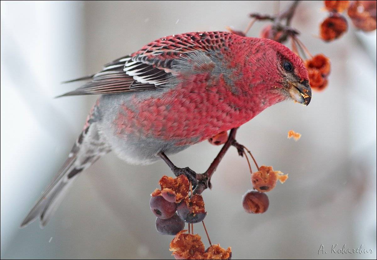 Финский попугай. Автор: Ковалевич А. , Ковалевич А.