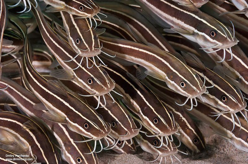 catfish,сомики,рыбы,underwater Усатые-полосатыеphoto preview