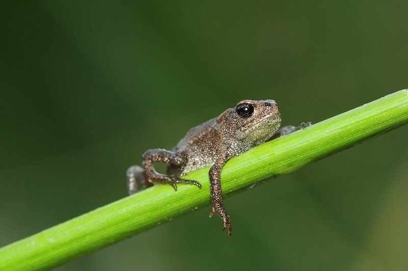 лягушонок отдыхаетphoto preview