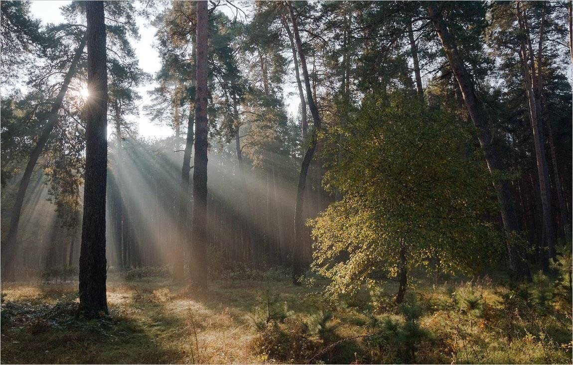 , Николай Шахманцир