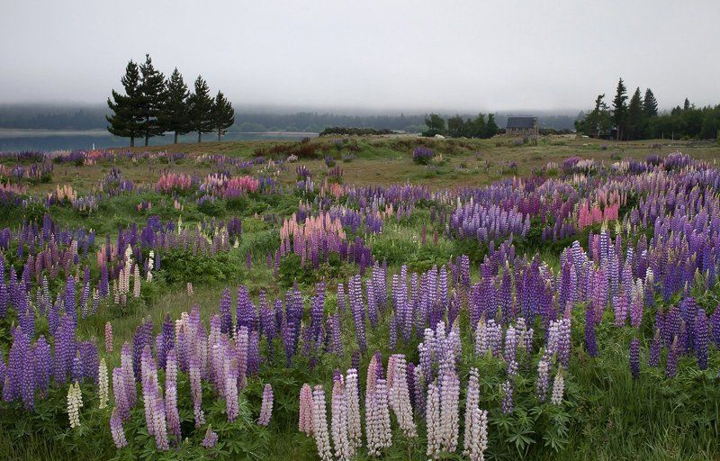 new zealnd, lake tekapo,the church of the good shepherd, новая зеландия, озеро текапо Lupin flowersphoto preview