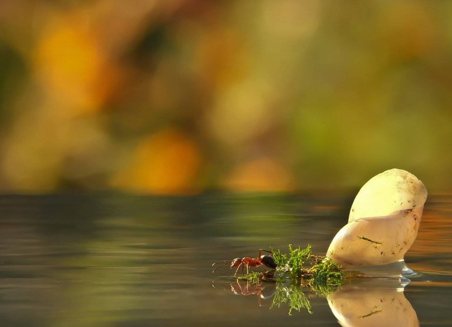 муравей.сказка, Вячеслав Мищенко