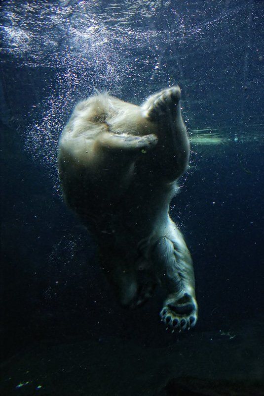 подводная рыбалкаphoto preview