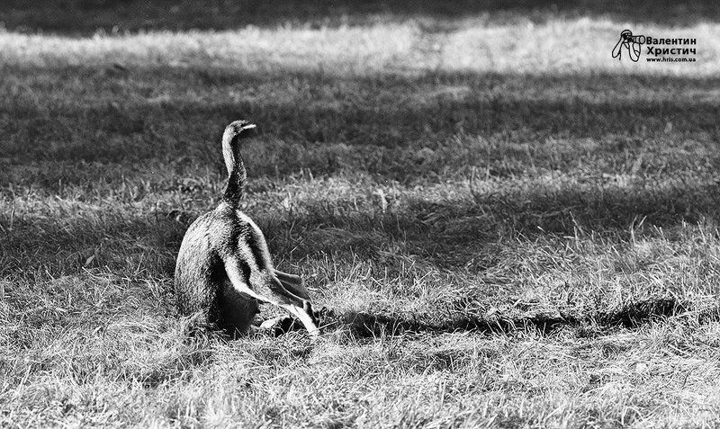 unusual birdphoto preview