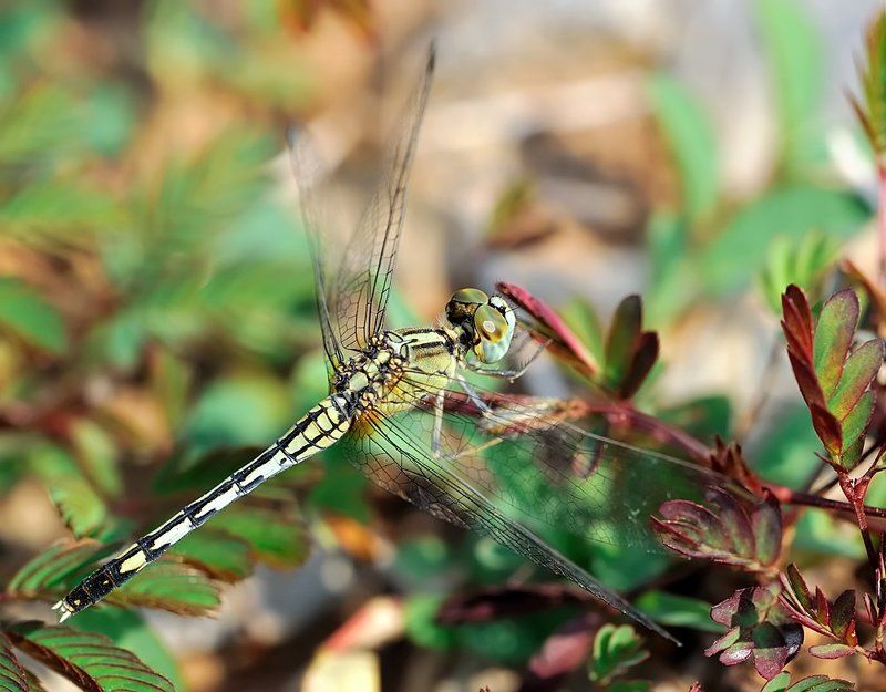 macro, closeup, insect, макро, насекомые, gnilenkov Diplacodes trivialis (female)photo preview
