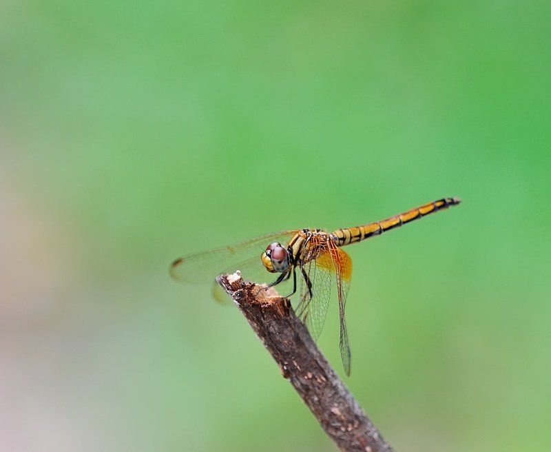 macro, closeup, insect, макро, насекомые, gnilenkov Ей все равно...photo preview