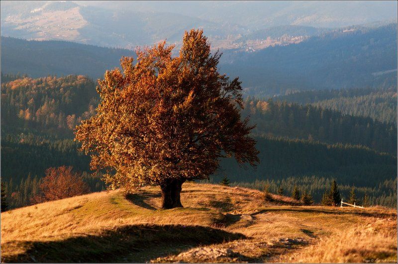 карпаты, осень, горганы, кривополье, кривопольский перевал, дорого, дуб, перспектива, хребет, nikkor 70-210/f4 / Про золотую осень ... /photo preview