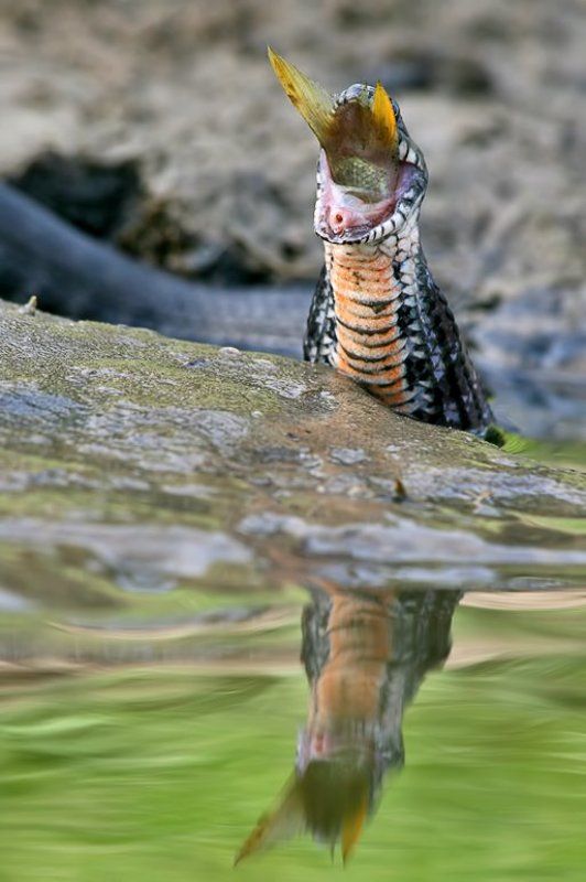 Проглотphoto preview