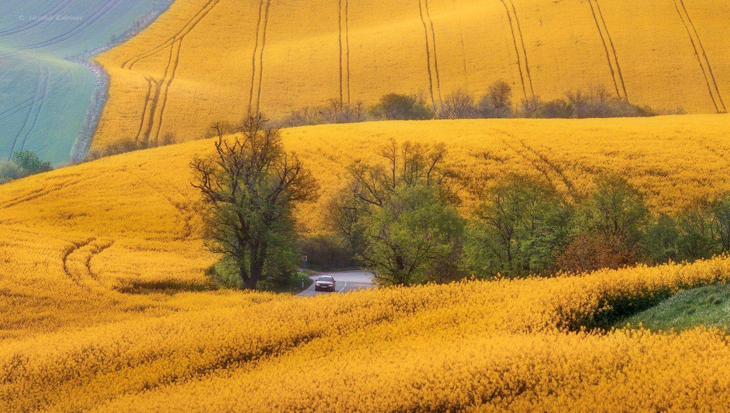 пейзаж, моравия, весна, рапс, Александр Кукринов
