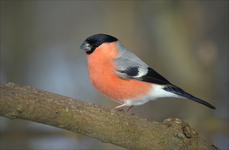 снегирь ***photo preview