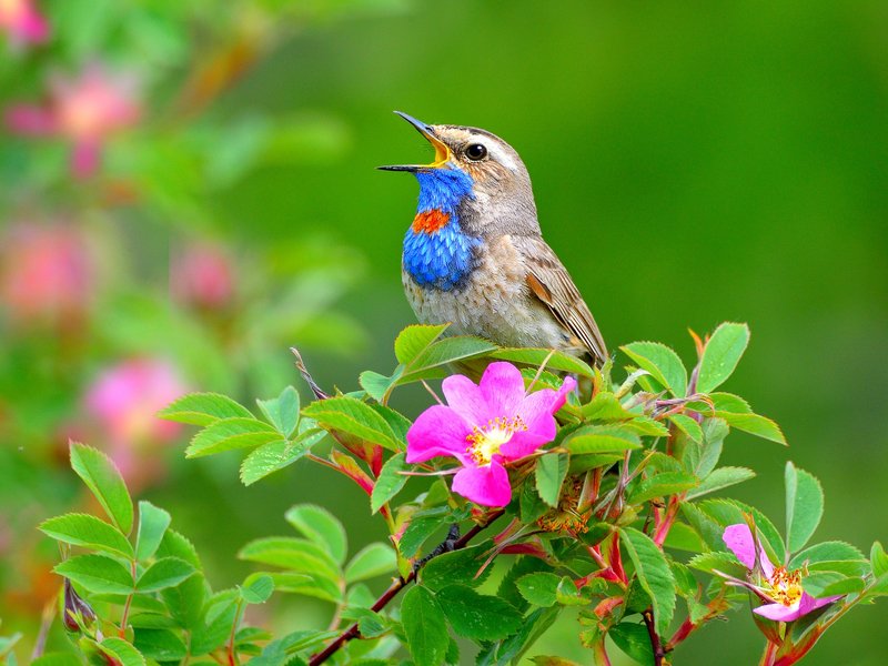 природа, фотоохота,  птицы, животные, весна Перелетные птицы.photo preview