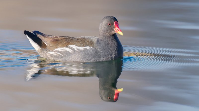КАМЫШНИЦАphoto preview