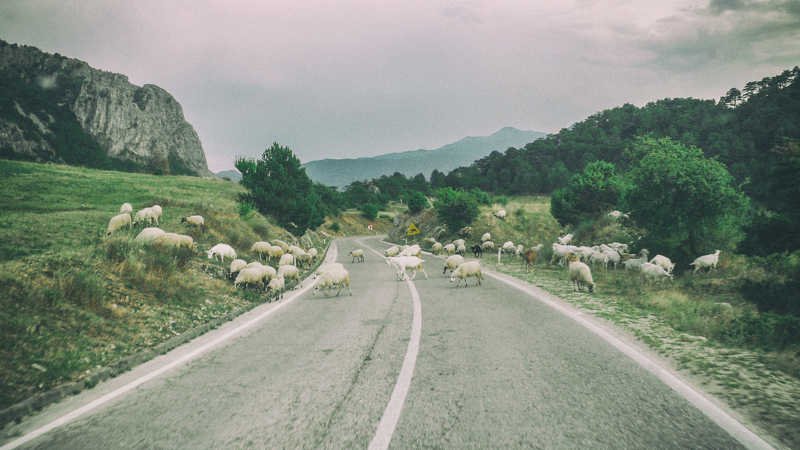 Freedom and libertyphoto preview