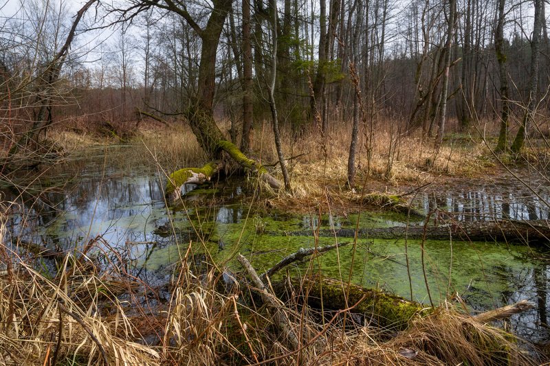 Весенняя пора. Март. фото превью