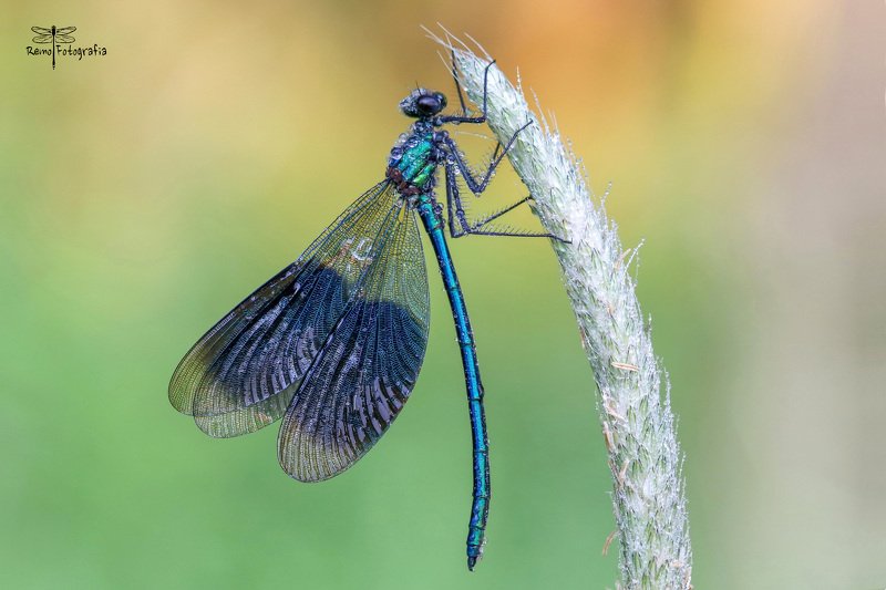 Calopteryx splendens- Świtezianka błyszcząca, świtezianka lśniąca.photo preview