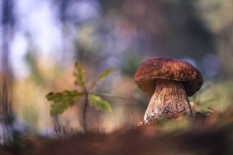 Боровичокphoto preview