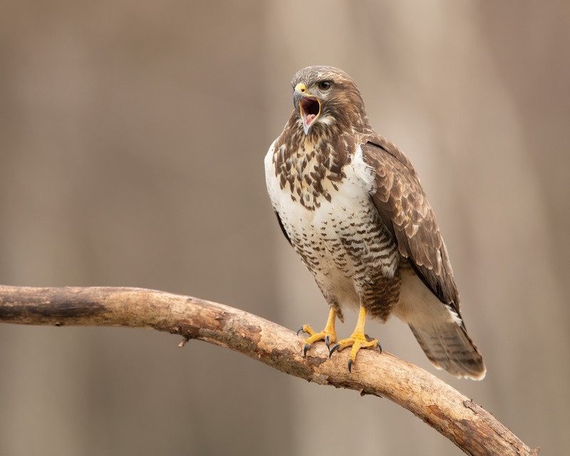 канюк, птицы, хищник, Ораторphoto preview