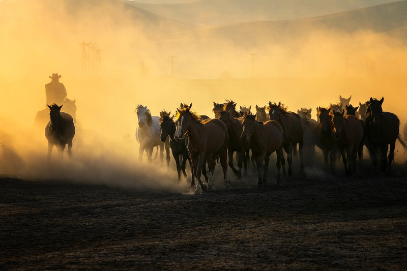 #Horses #man #Kayseri #Dust #running #hat  Horses and manphoto preview