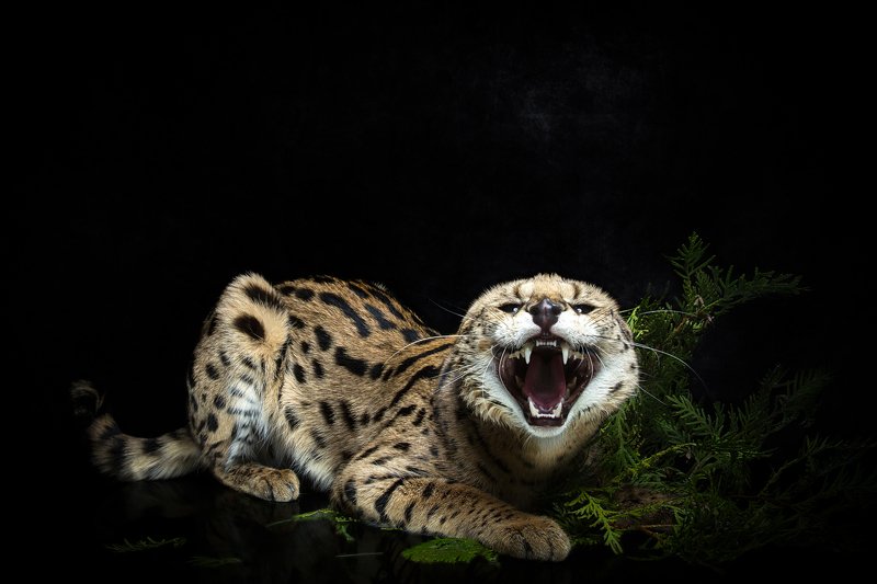 Не подходиphoto preview