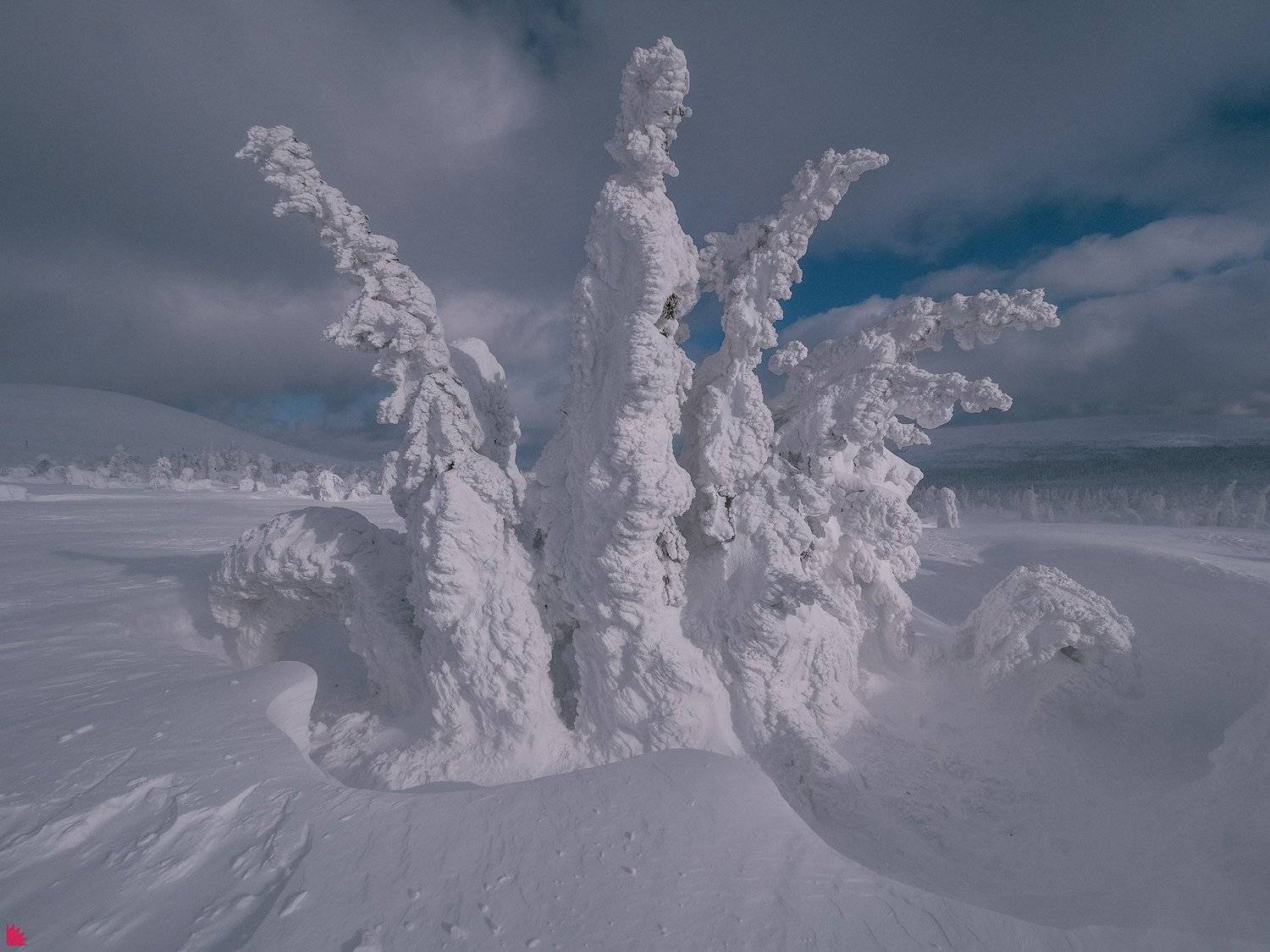 Снежная корона. Автор: Осипов Ёжъ Александр , Осипов Ёжъ Александр