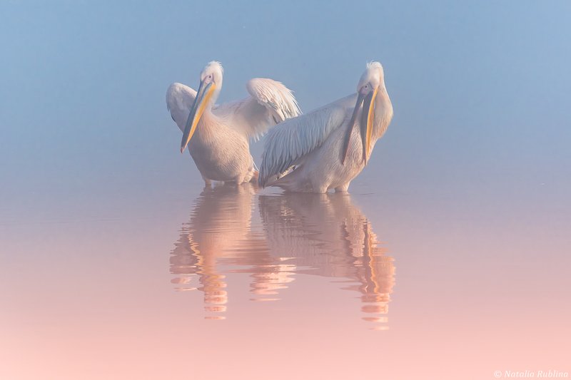 пеликаны,природа,птицы,животные,утро,озеро,отражения,друзья,ангелы Два Пеликана ...photo preview