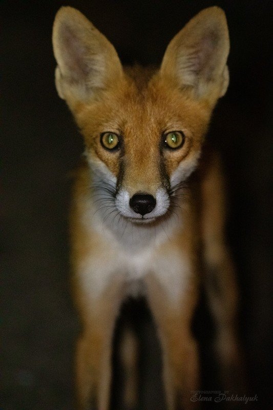 лиса,лисенок,животные,природа,крым,рыжий лис,детеныш,фототур,бердвочинг Опукский Лисенокphoto preview