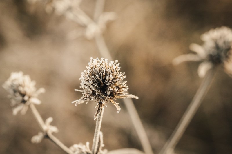 макро, лёд, иней, зима, флора, растения, мох, утро, мороз, колючка, macro, closeup, flora, winter, morning, cold, needles, ice, macrophoto Чада инеяphoto preview