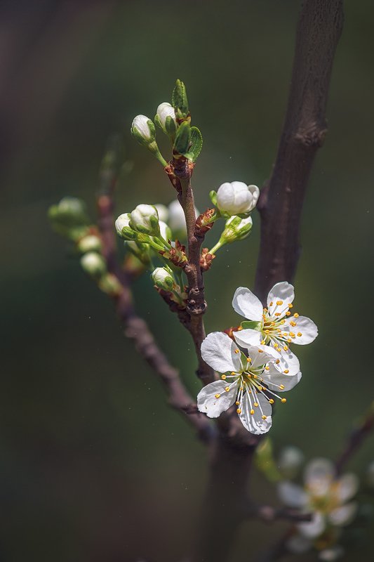 canon 55-250, beautiful, красивый, moment, момент, nature, природа, spring, весна, весенний, blossoming, цветущее, tree, дерево, cherry, вишня, Немного цветущих вишенок в предвкушении теплой погоды :)photo preview