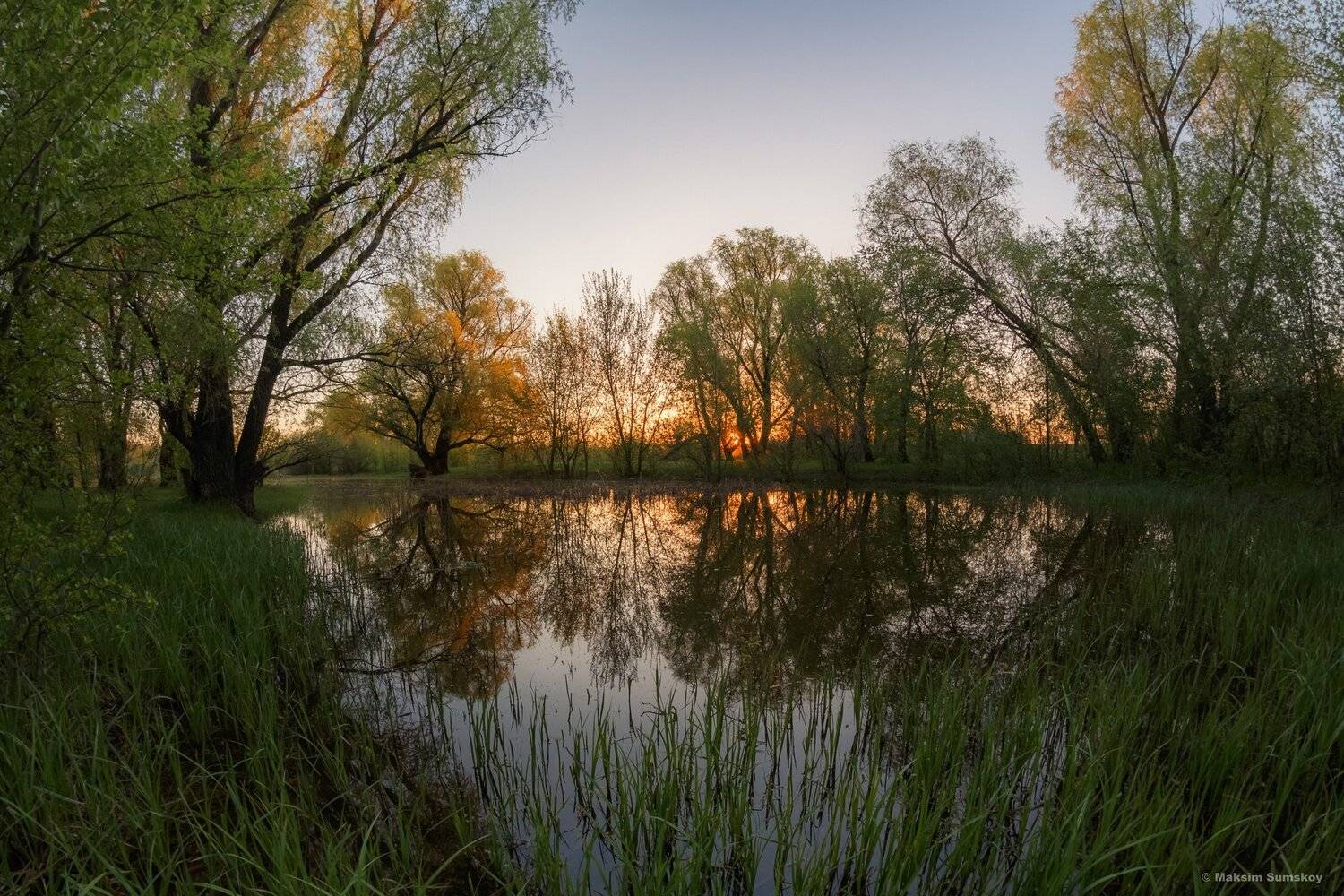 Заводь. Автор: Максим Сумской природа,утро,весна,тишина, Максим Сумской