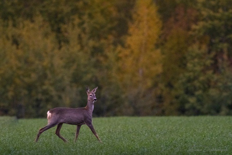 россия,парк,олени,животные,природа,wwf, фототур, анималистика,олень Грацияphoto preview